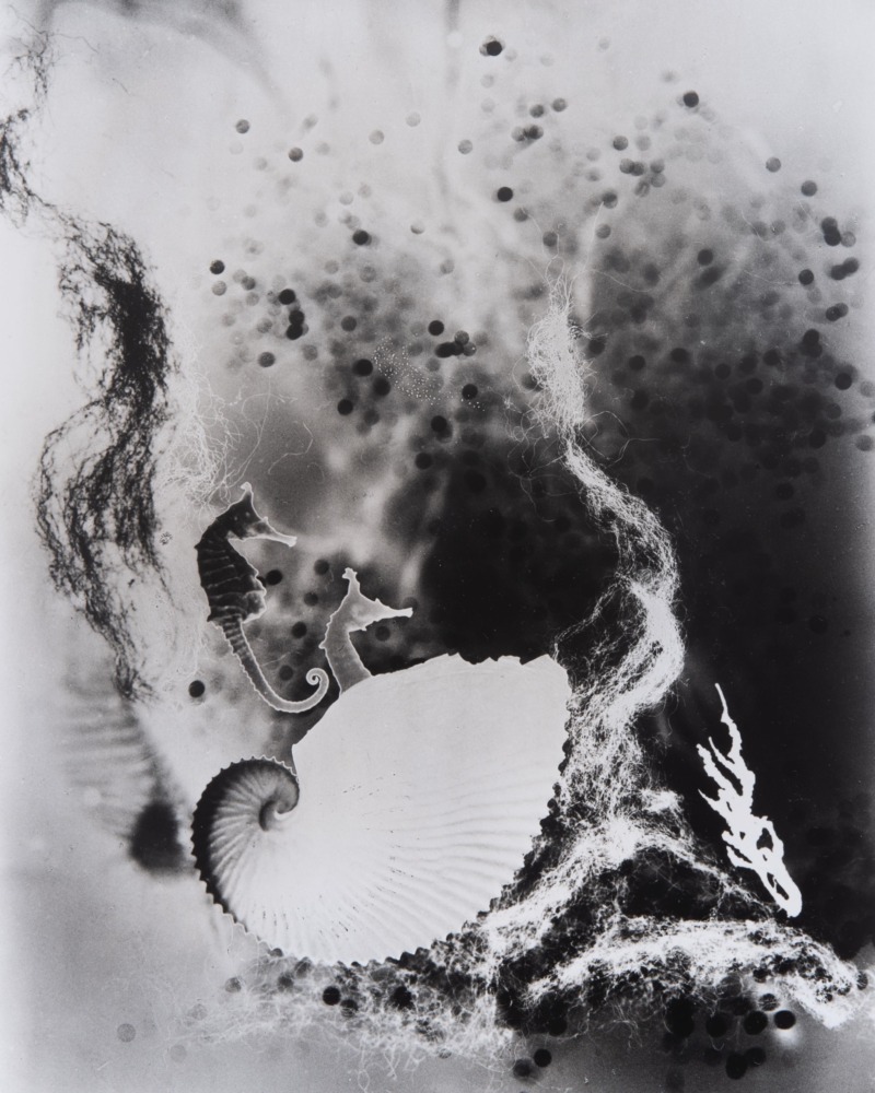 冬眠（『portfolio 2010』より）