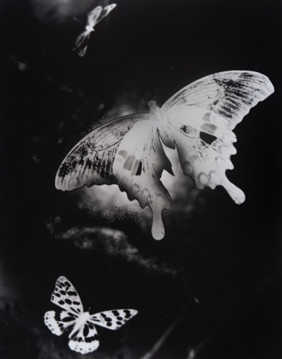 蝶(一)（『portfolio 2010』より）