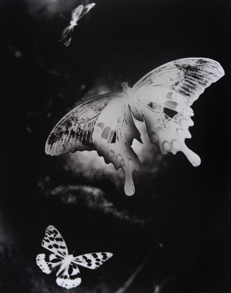 蝶(一)（『portfolio 2010』より）