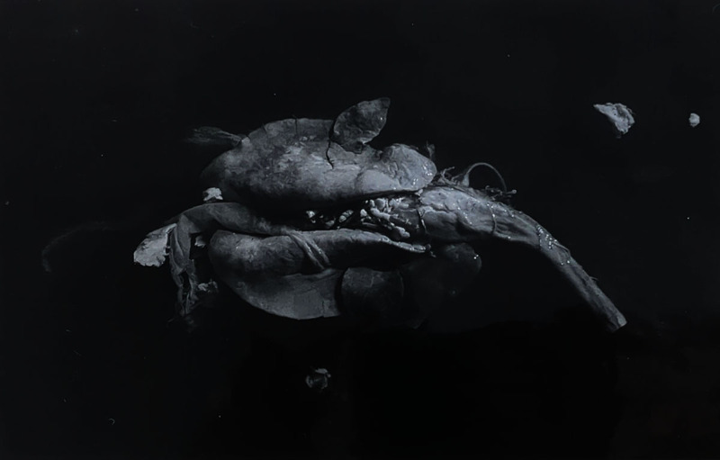 殺された山羊の肺　北中城