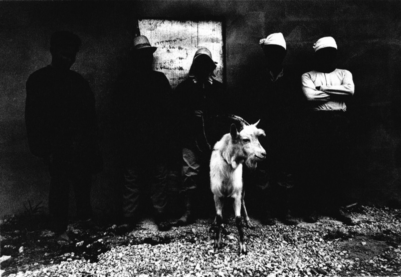 ⽶軍⽤防弾チョッキ製造⼯場の従業員と⾷⽤⼭⽺ 浦添市