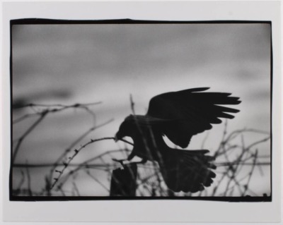 烏（鴉）　襟裳岬