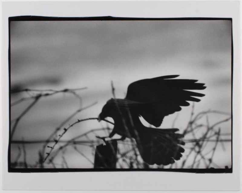 Karasu (Ravens), Erimo Cape