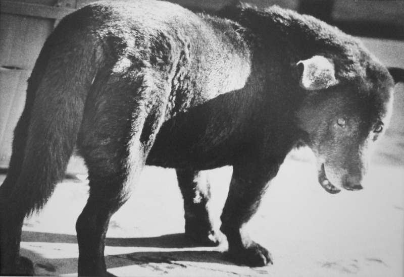 犬の町 青森県三沢市