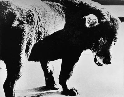 犬の町 青森県三沢市