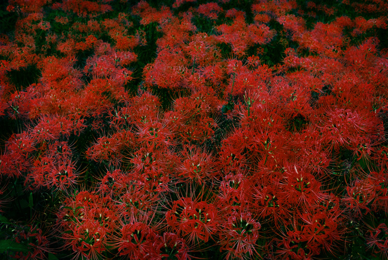 Drop of the Light434