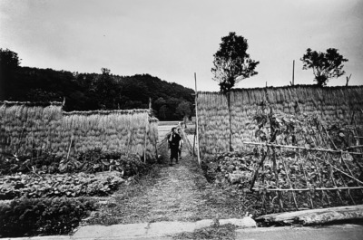 「稲刈り」新潟