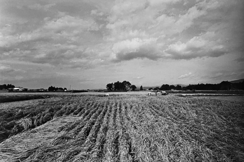 「稲刈り」新潟