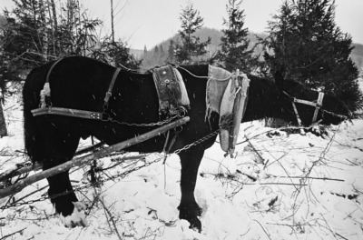「馬」岩手遠野