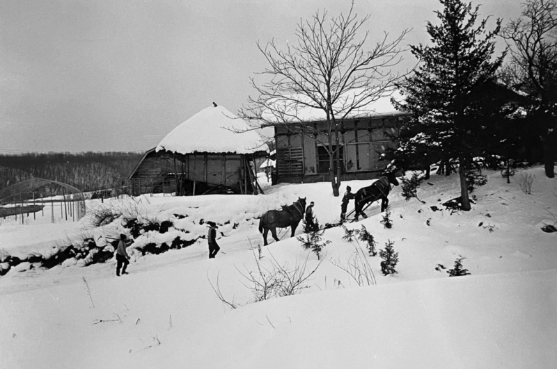 「馬」岩手遠野