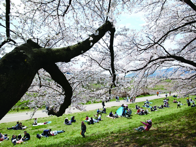 サクラカラー#8